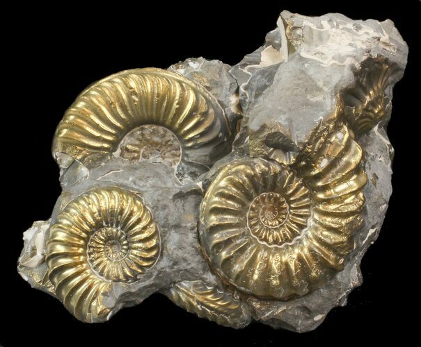 Pyritized Pleuroceras Ammonite Cluster - Germany #42772